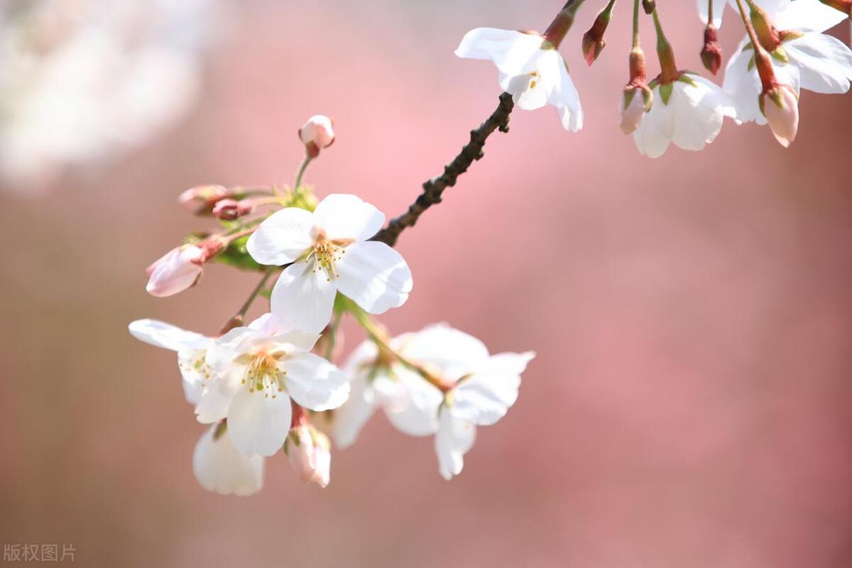 花瓣小尾巴的樱花符号：捕捉春日瞬间的优雅设计，带你轻松表达情感